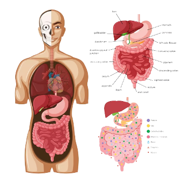 Biliopancreatic Diversion with Duodenal Switch (BPD/DS)