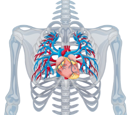 Atrial Septal Defect ASD Closure